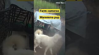 Farm cameras monitoring working dogs