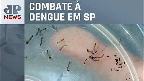 Cidade de São Paulo espalha armadilhas contra larvas do mosquito da dengue