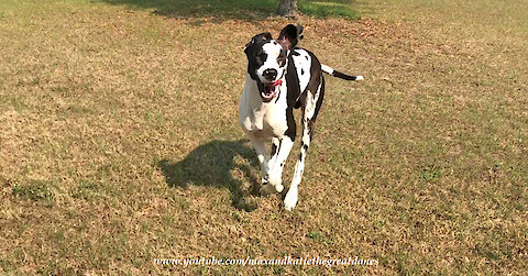 Funny Running Great Dane Misjudges His Stopping Distance