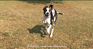 Funny Running Great Dane Misjudges His Stopping Distance