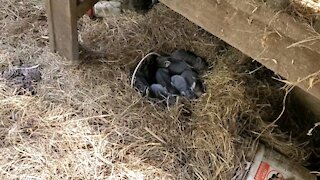 Surprise baby pigs on the farm