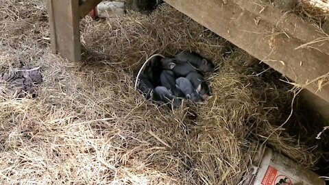 Surprise baby pigs on the farm