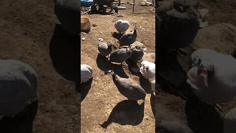 Chat with the guinea fowl. Guest appearance Slinky the dog.