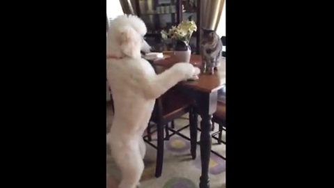 Poodle attempts to play with cautious cat