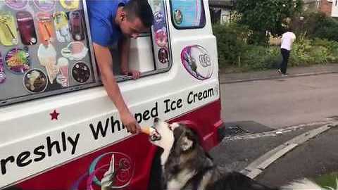 This Alaskan Malamute Waits For The Ice Cream Truck Every Single Day