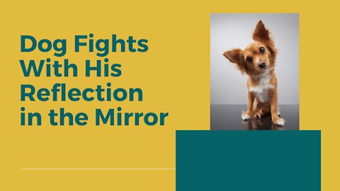 Dog fights with his reflection in the mirror, funny dog, dog lovers
