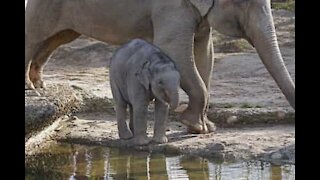 Branco di elefanti salva un cucciolo dal fango