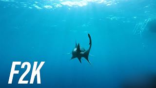 ¿Son realmente tan peligrosos los tiburones?