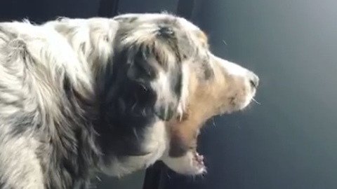 Aussie Dog Is Furious Because The Cat Is Out Of Reach