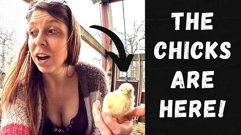 CHICKS Are Here! | 100 Cornish X Meat Chickens In The Mail!
