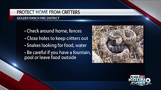 Keeping your home safe from critters
