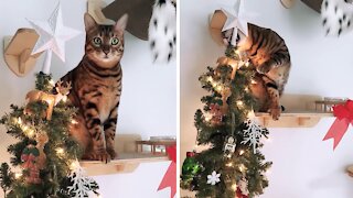 Cheeky cat tires to steal the star a top the Christmas tree