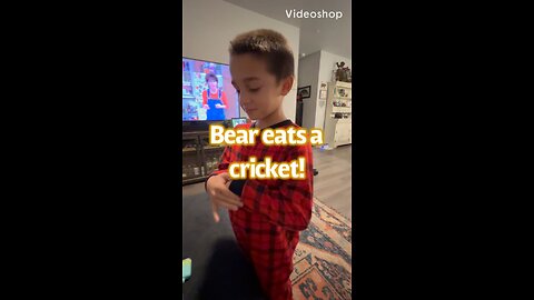 Bear eats a cricket!