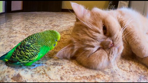Кот и птица, милые животные #197