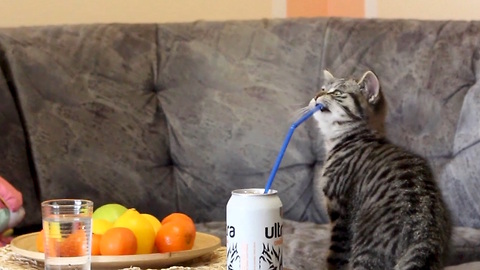 Curious Kitten Is Flabbergasted With Drinking Straw