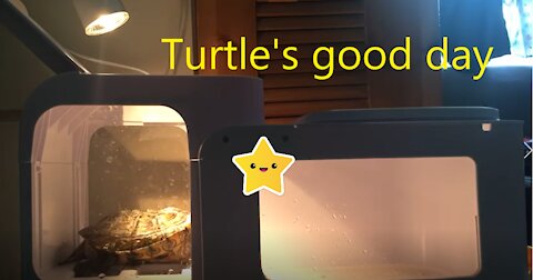 Turtle's good day