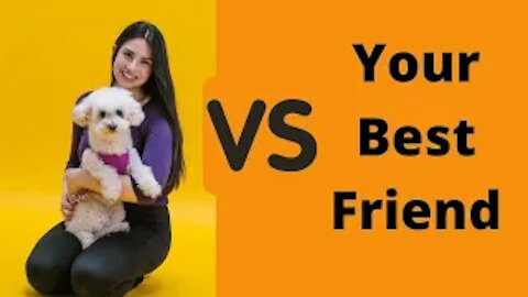 Amazing Knowledge Before Purchasing Puppy | Human Best Friend | Fun Facts About Gog's