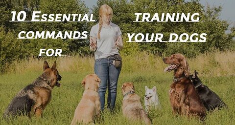 Basics of Dog Training – TOP 10 Essential Commands Every Dog Should Know!