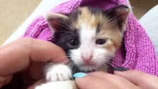 Motorcyclist saves panic-stricken kitten from busy road