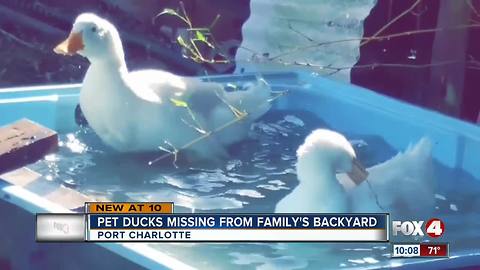 Ducks misisng from Punta Gorda family's backyard