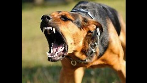 How To Make Dog Become Fully Aggressive With Few Simple Tips and tricks!