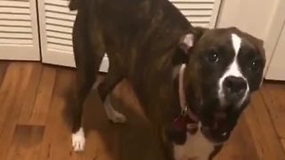 Dog humorously gives human some back talk