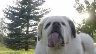 This dog has the longest tongue in the world