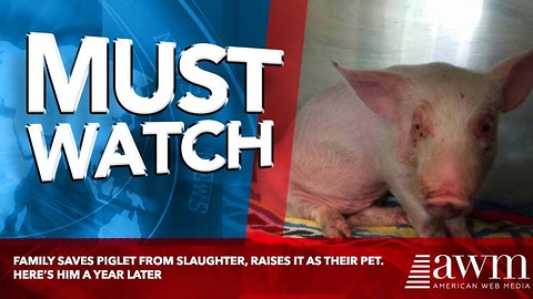 Family Saves Piglet From Slaughter, Raises It As Their Pet. Here’s Him A Year Later