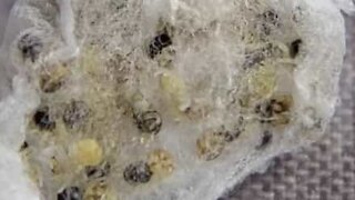 Veja ao pormenor arrepiantes ovos de aranhas saltadoras