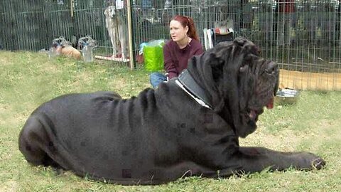 THE BIGGEST DOG