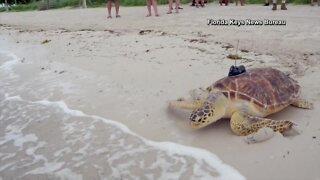 Rare sea turtle released into the ocean