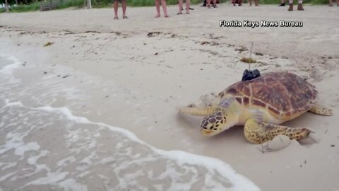 Rare sea turtle released into the ocean