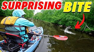 Surprised by Big Swimbait Creek Fishing