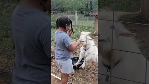 She loves to be around animals #goat #billy #funny #cute #reels #shorts
