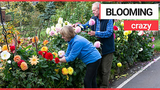 Couple told to remove flowerbeds they planted thirty years ago