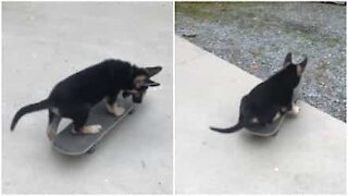 Cucciolo di cane è un talento sullo skate