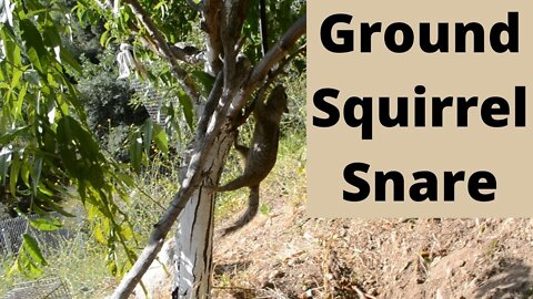 Make a Ground Squirrel Snare to protect Peach tree