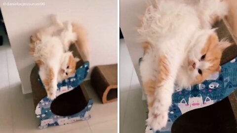 Cat Video | Funny Cats And Cute Kittens 91