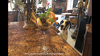 Great Dane Enjoys A Taste of a Surf and Turf Quarantini Martini