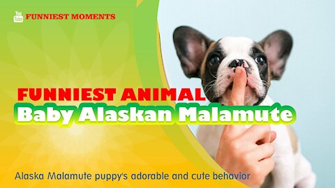 Funniest Baby Alaskan Malamute Puppies