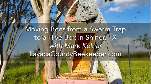 Moving Bees - Swarm Trap to Hive Box & learning with Lavaca County Beekeeper, Mark Kelnar Shiner, TX