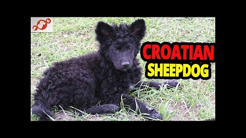 🐕 The Croatian Sheepdog Dog - All About Croatian Sheepdog Dogs!
