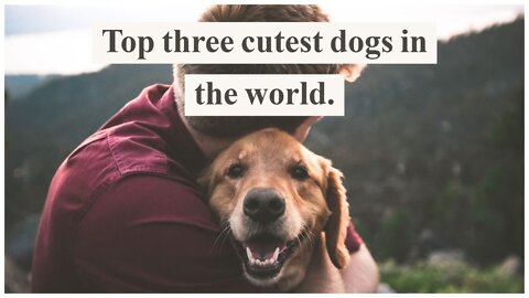 Top Three Cutest Dog Breeds In The World 2022