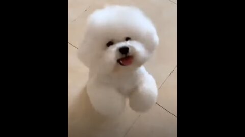 🤣 Funniest 🐶 Dogs TikTOK - Awesome Funny Pet Animals Life Videos