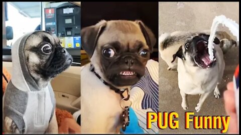 Pug Funny Moments - Cute Dog Videos | Pets Funny 2021