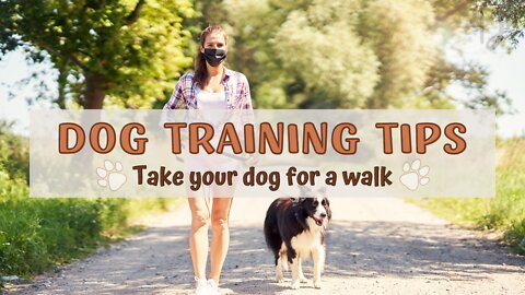 How to Train Your Dog | Dog Training Tips | Take Your Dog for a Walk 🐕