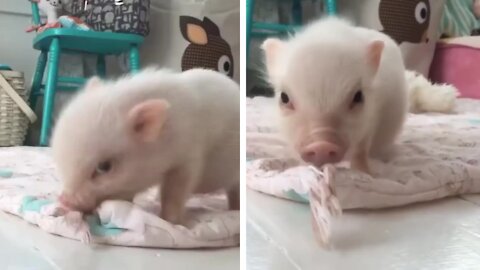 Cute Piglet showing its anger on bed