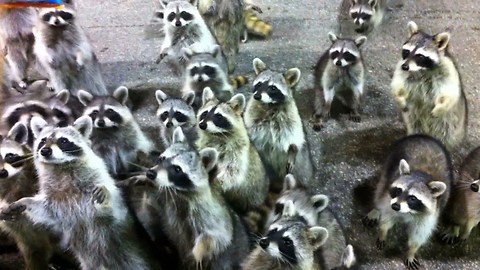 Hungry Raccoons Surround Father And Daughter