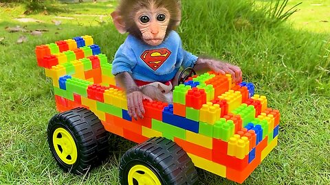 Baby monkey Bon Bon and puppy play with lego car and harvest watermelons in the garden, funny animal video