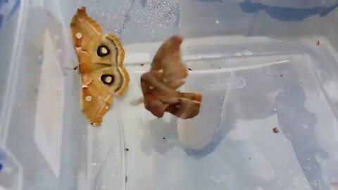 Two Giant Moths Captured and Held Hostage For a Moment